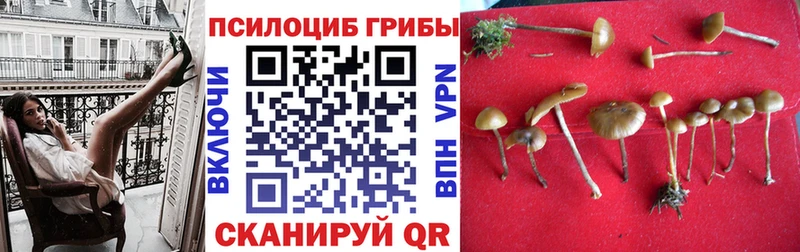 Галлюциногенные грибы Psilocybe  Купить закладки  Курск 